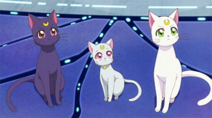 I gatti di Sailor Moon: chi sono Luna, Artemis e Diana