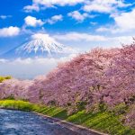 Hanami: l'annuale magia che si ripete