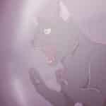 Black torch: finale spiegato, cosa succede a jiro, rago e amagi